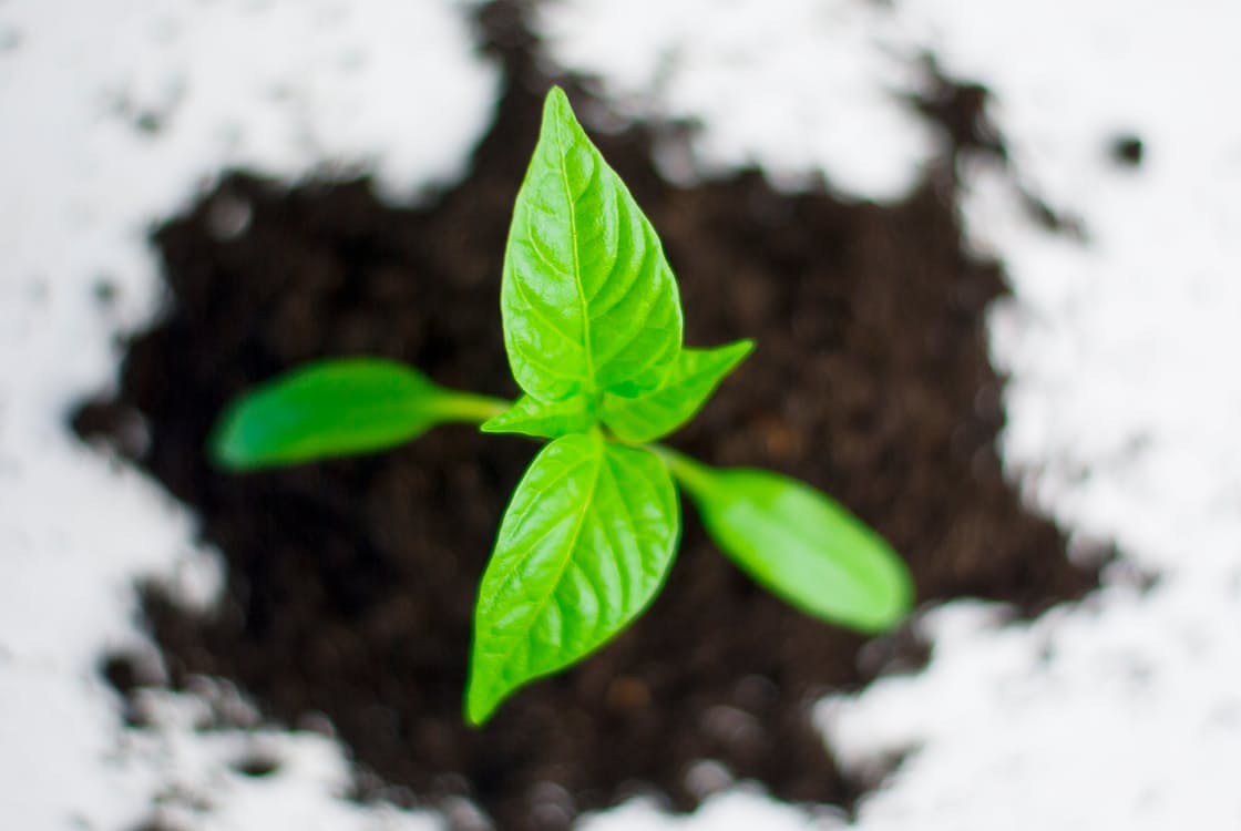 plant paprika pepper grow 82728 - Six steps to build a more resilient business